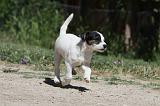 PARSON RUSSEL TERRIER 108